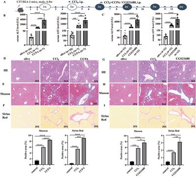 The different effects of four adenosine receptors in liver fibrosis